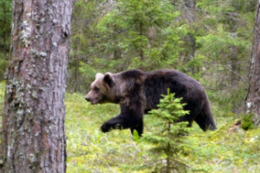 Широкую известность в недавнем прошлом получил побег медведицы Маде из Лигатненского природного парк...