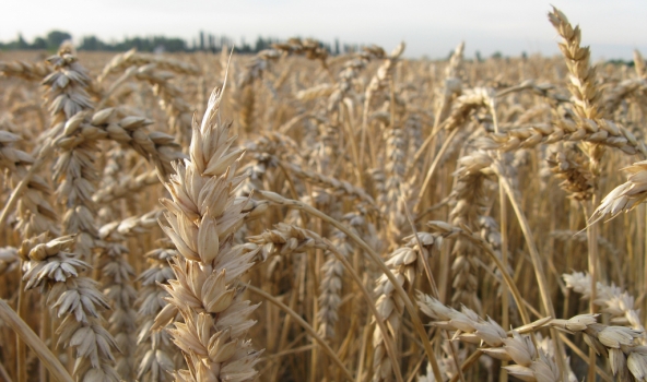 NASA: Krievi Ukrainā nokūluši 5,8 miljonus tonnu kviešu