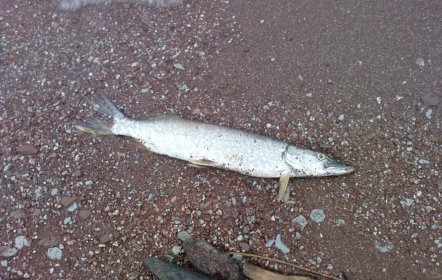 Feimankas upē novērota zivju bojāeja