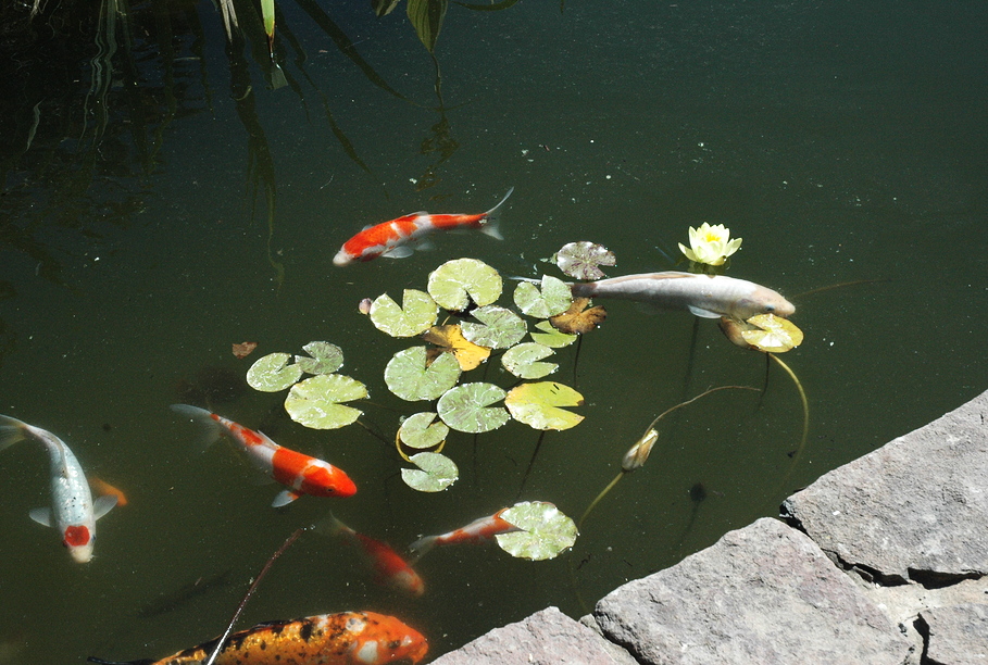 Рыба в пруду. Иллюстративное фото
