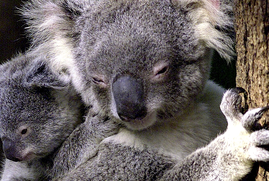 Макака коалу. Животное похожее на коалу. Коала хвост. Остров коала.