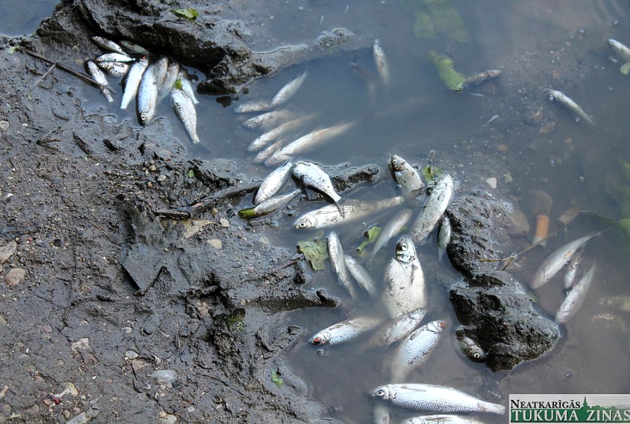 Рыба в грязной воде. Река Изяк. Рыбы в загрязненной воде. Мор рыбы.