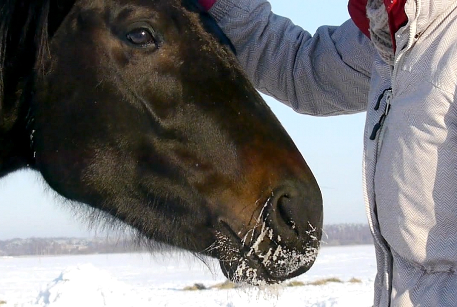 Hip Ananiver good Latvijas vienīgā zirgu masiere Zane: Muskuļu atslābināšana ļauj gūt labākus  rezultātus sacensībās / Raksts