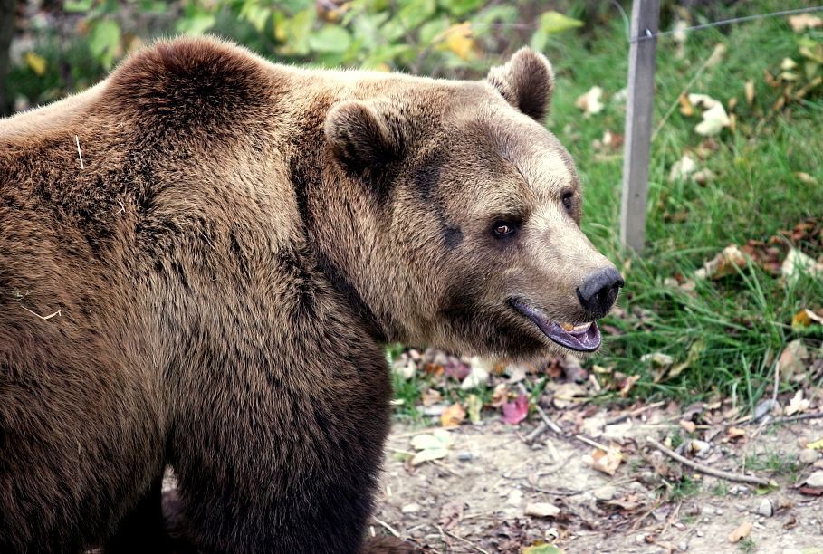 На барбекю-вечеринку у дома явился медведь. Животное сожрало 10 чужих котлет и запило их колой