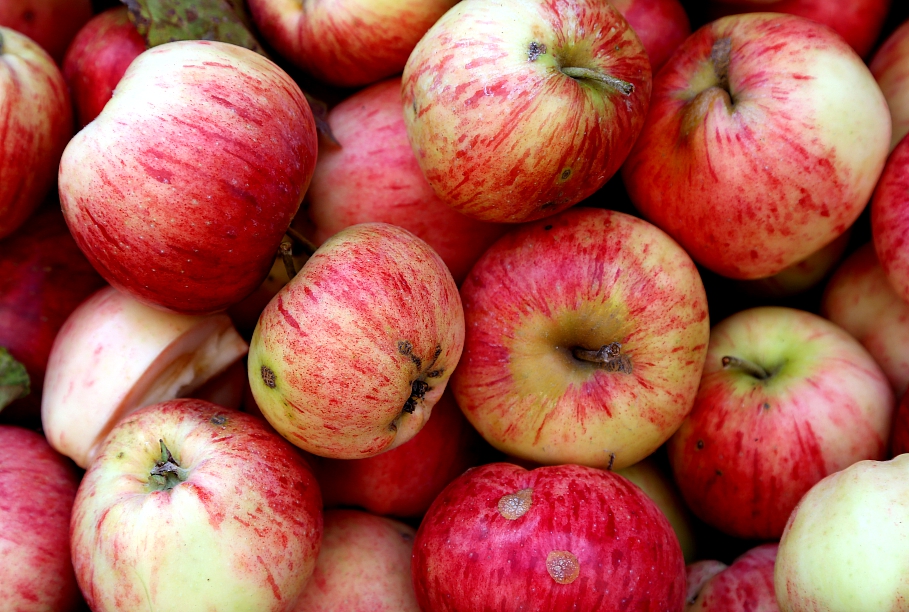 Сладкое яблоко. Маленькие сладкие яблоки. Яблоки Глостер, вес. Горькие яблоки. Латвия яблоки.