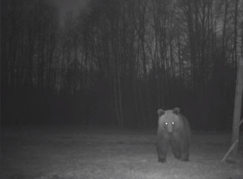 Eyewitness photo of the bear