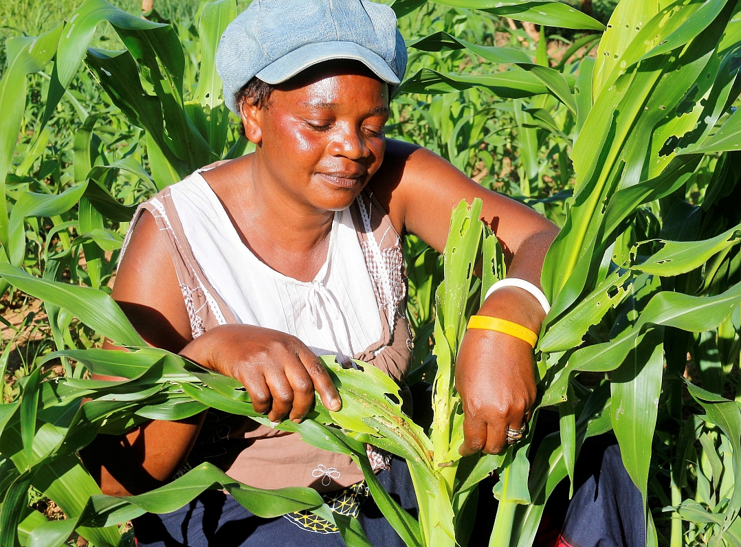 Woman farmer in Zambia (picture illustrative)