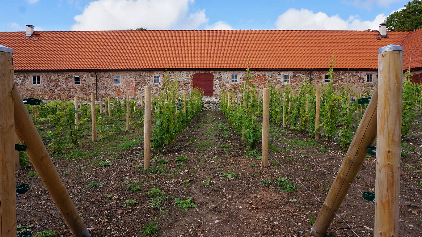 Nurmuižas saimniecības pagalmā starp staļļiem un ratnīcu nesen iekopts vīna dārzs