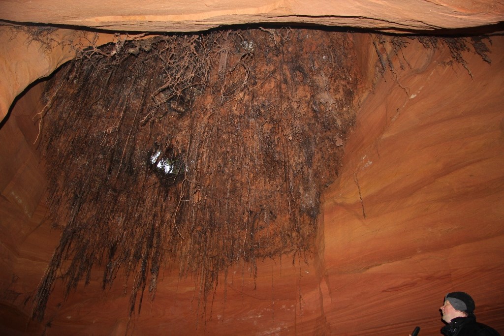 Дыра в потолке пещеры, созданная корнями деревьев.