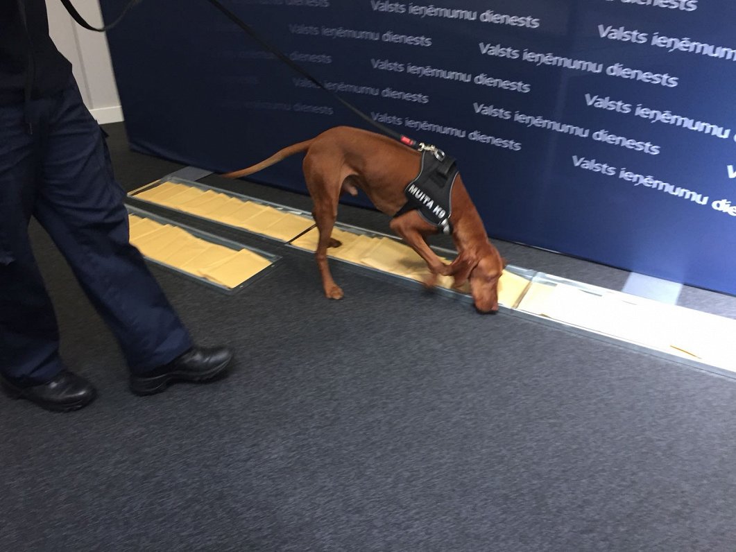 Nodokļu un muitas policijas suns meklē noslēptas narkotikas