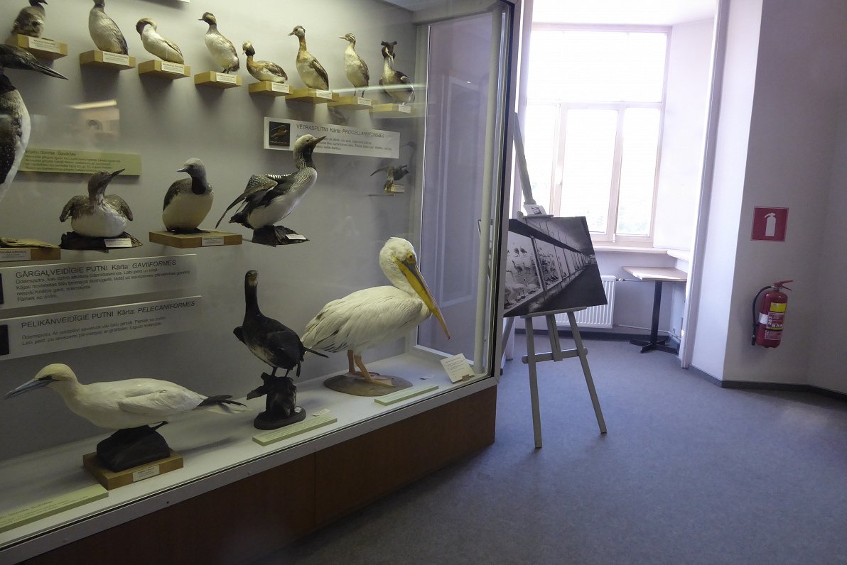 Putnu ekspozīcija un vēsturiskais attēls Dabas muzejā