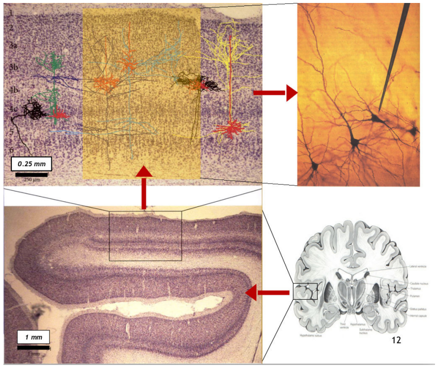 Iezīmēti neironi smadzeņu garozā