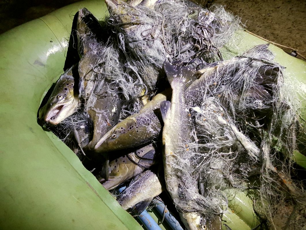 Maluzvejniekus nebaida bargie naudas sodi