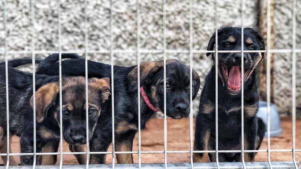 Puppies at Ulubele animal shelter
