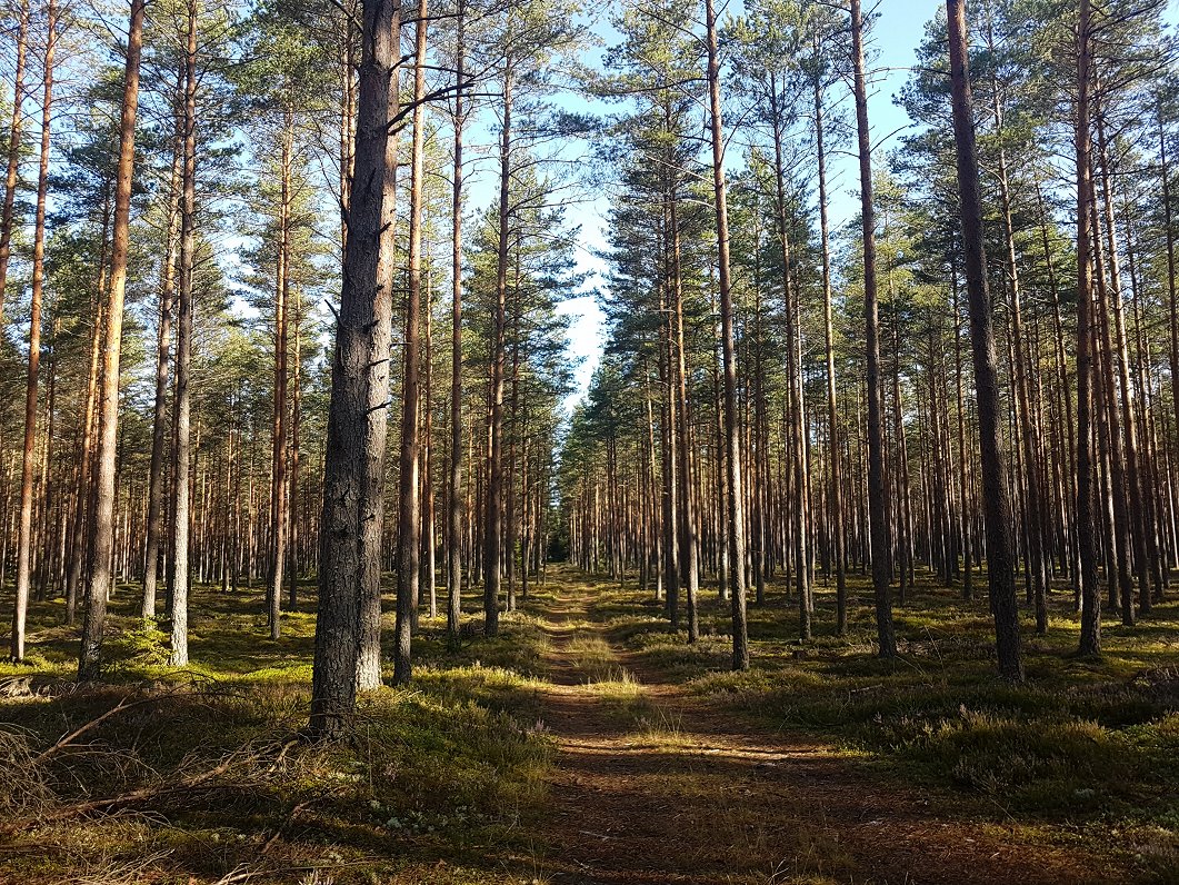 Bergvik Skog pārdod savus mežus un biznesu Latvijā Sodrai par 324 miljoniem eiro / Raksts