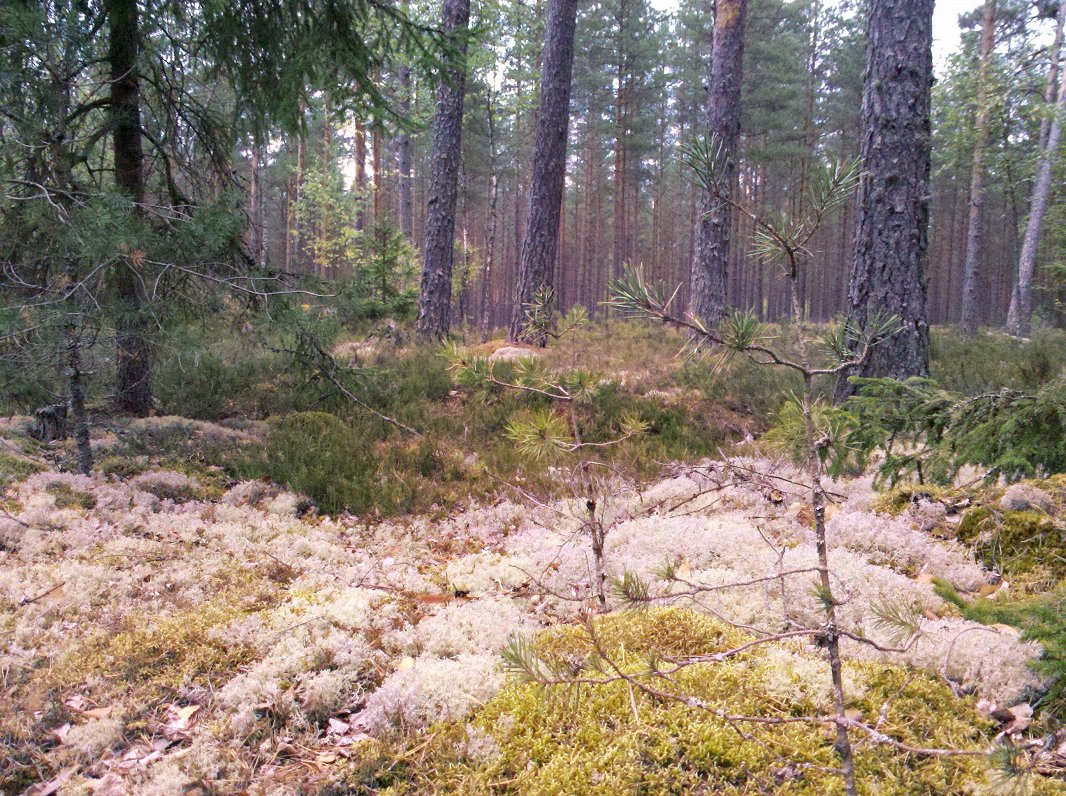 Forest near Rideļi