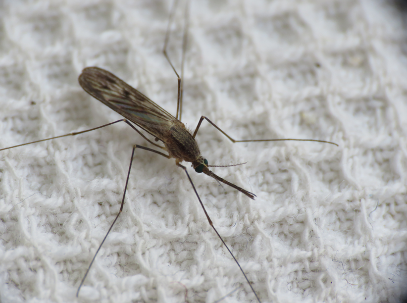Malārijas dzēlējods tuvplānā. Redzams snuķītis un divi tikpat gari apakšžokļa tausti. Spārni ir raib...