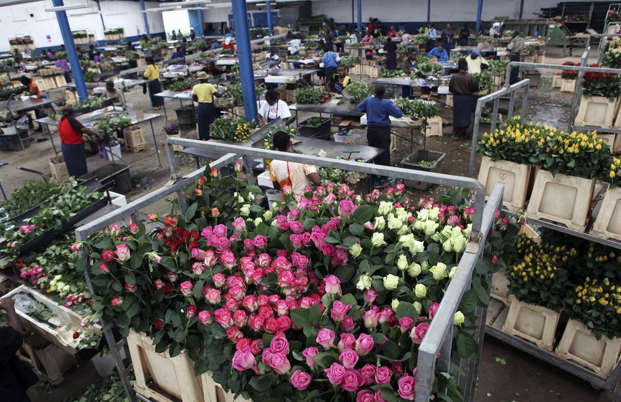 Kenijā strādnieki gatavo rozes eksportam uz Eiropas tirgu