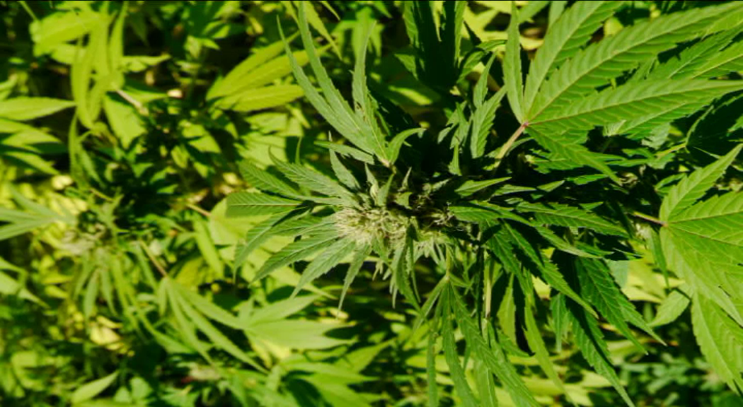 Анализе обнаружили марихуаны гинекомастия и марихуана