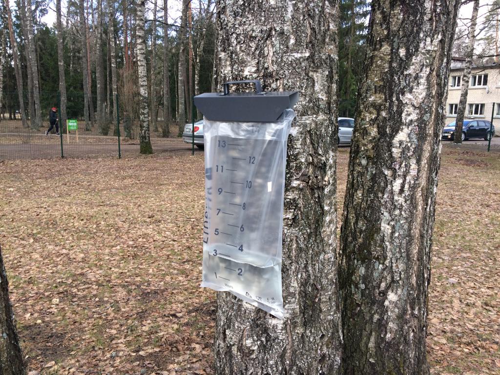 Birch tree sap collection