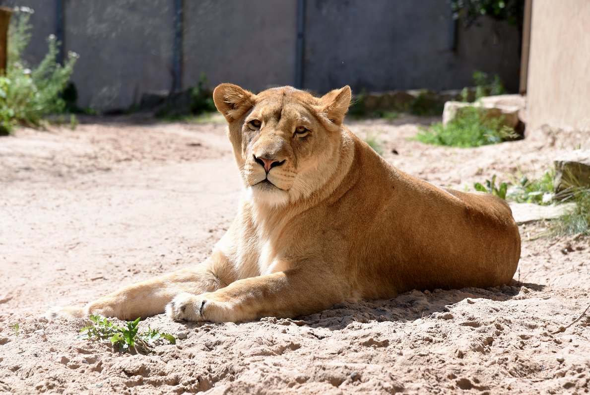 Львица в Рижском зоопарке