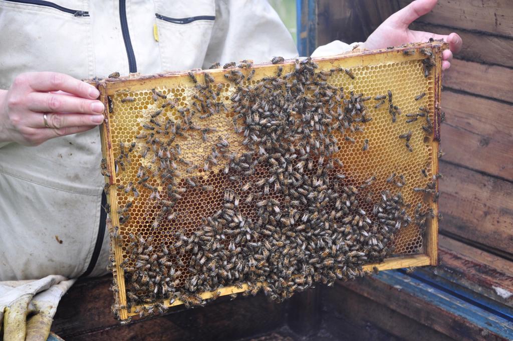 Bišu stropa medus šūnas un bites