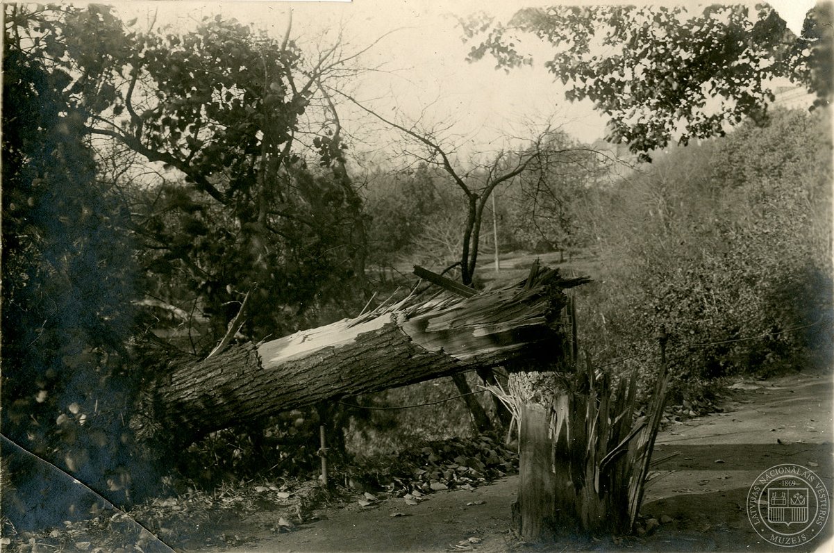 Bermonta artilērijas šāviņa nolauzts koks pie pilsētas kanāla stacijas apkaimē. 1919. gada 30. oktob...