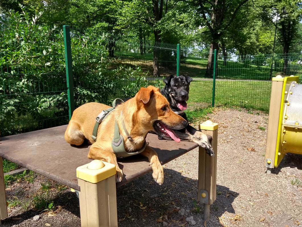 Bite un Eļza pēc iepazīšanās suņu parkā