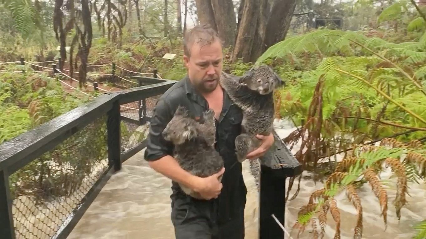 Dabas parkā Austrālijā plūdu dēļ pārvieto koalas