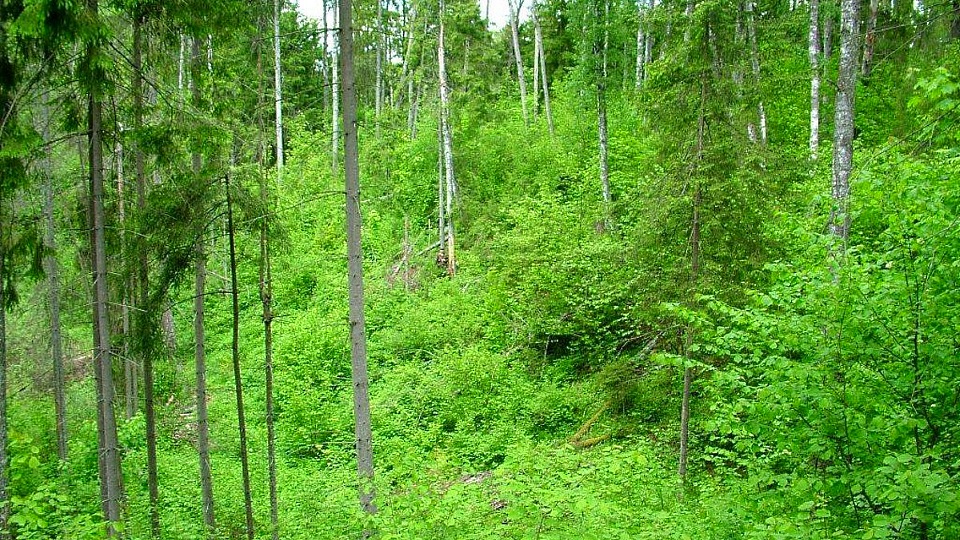 Рунденская Чертова яма летом. Снимок 2006 года.