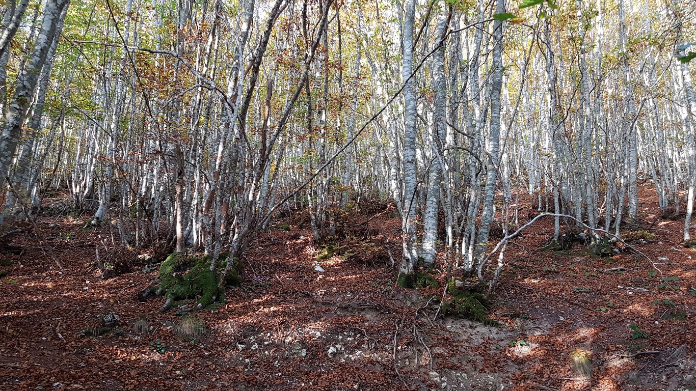 Dižskābaržu mežs, Itālija.