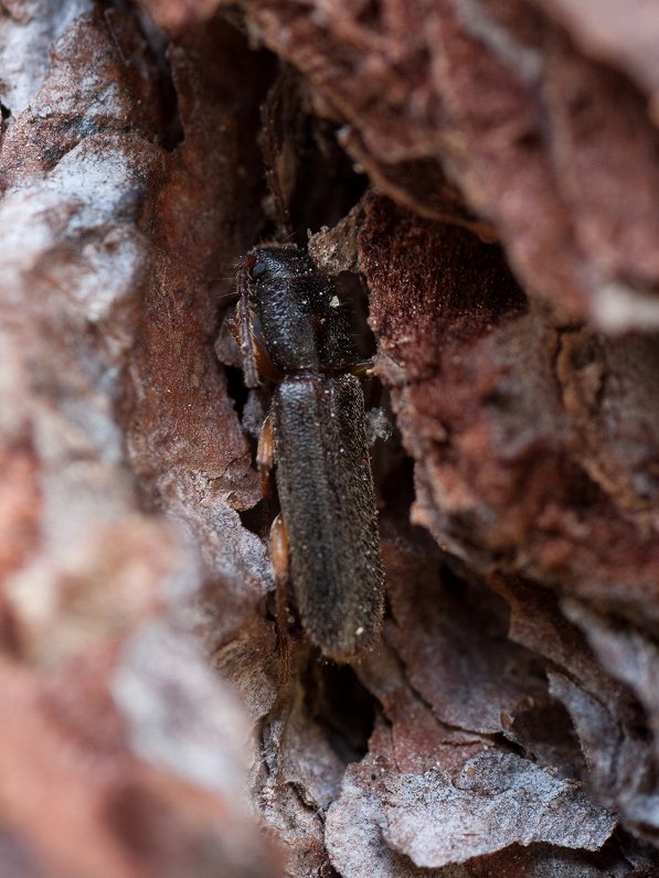 Rara nothorhina muricata beetle