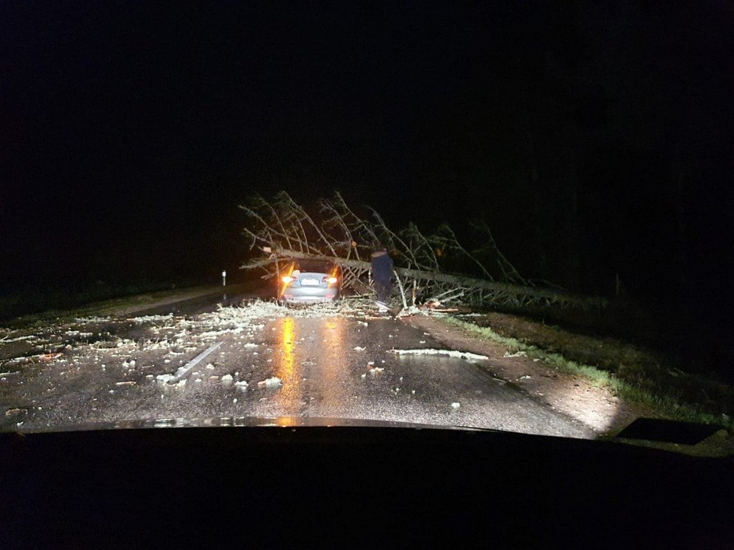 Vētras lauzts koks uz ceļa Ventspils - Grobiņa, 12.03.2020.