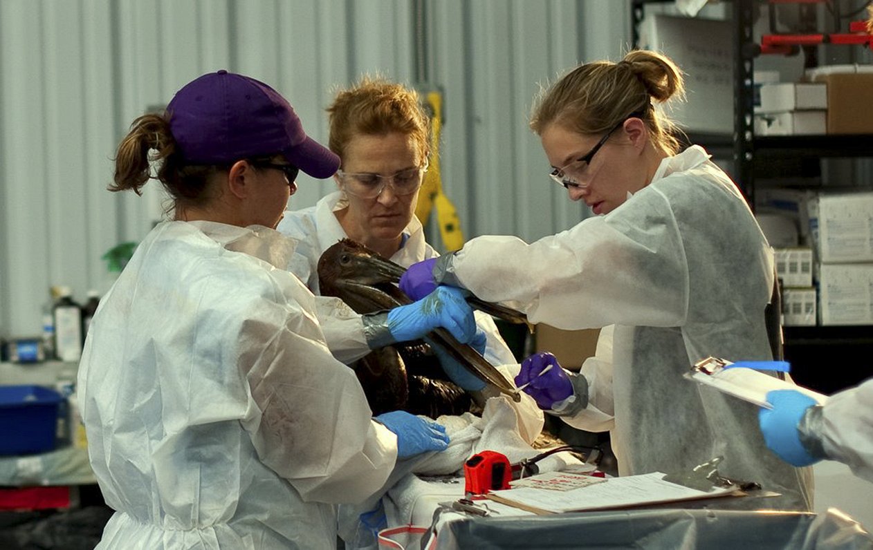 Volunteers cleaning bird during oil spill