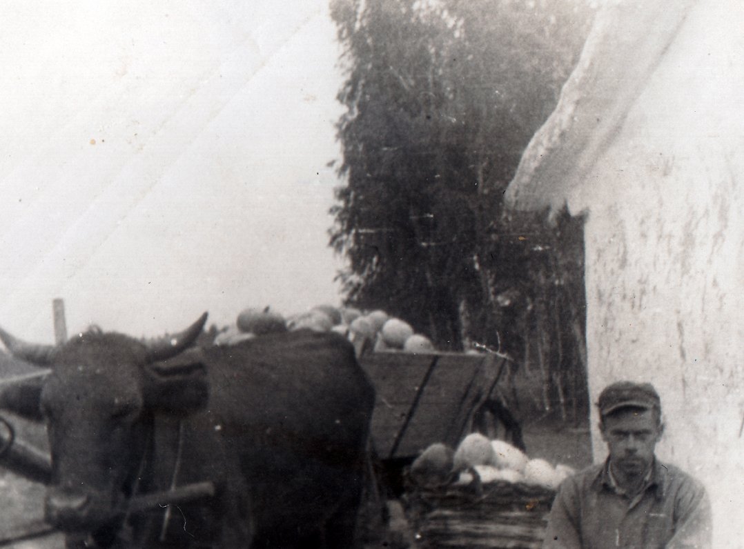 Tālivaldis Dravnieks ķirbju ražas novākšanas laikā Sibīrijā ~ 1951. – 1952. gadā
