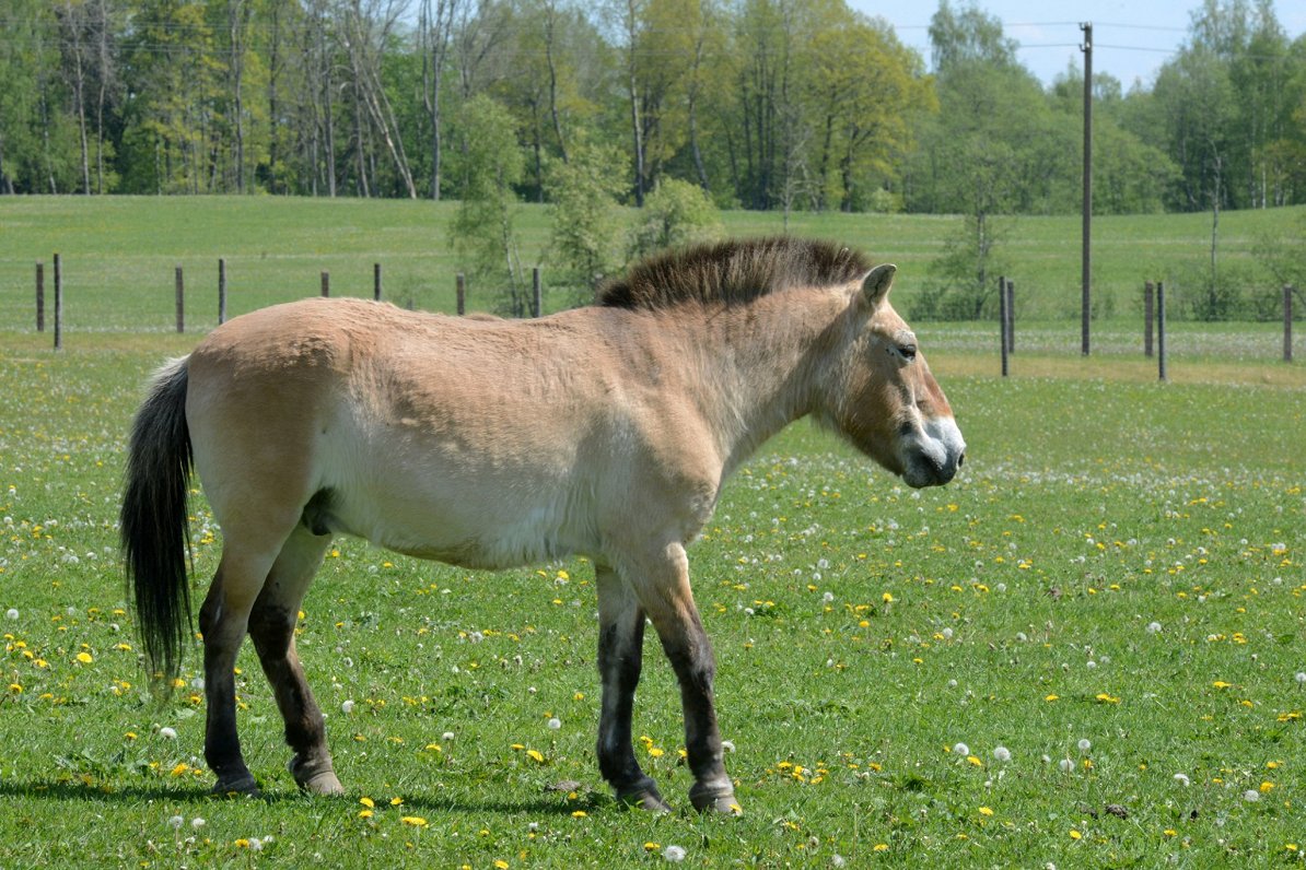 Prževaļska zirgs Zooloģiskā dārza filiālē &quot;Cīruļi&quot;