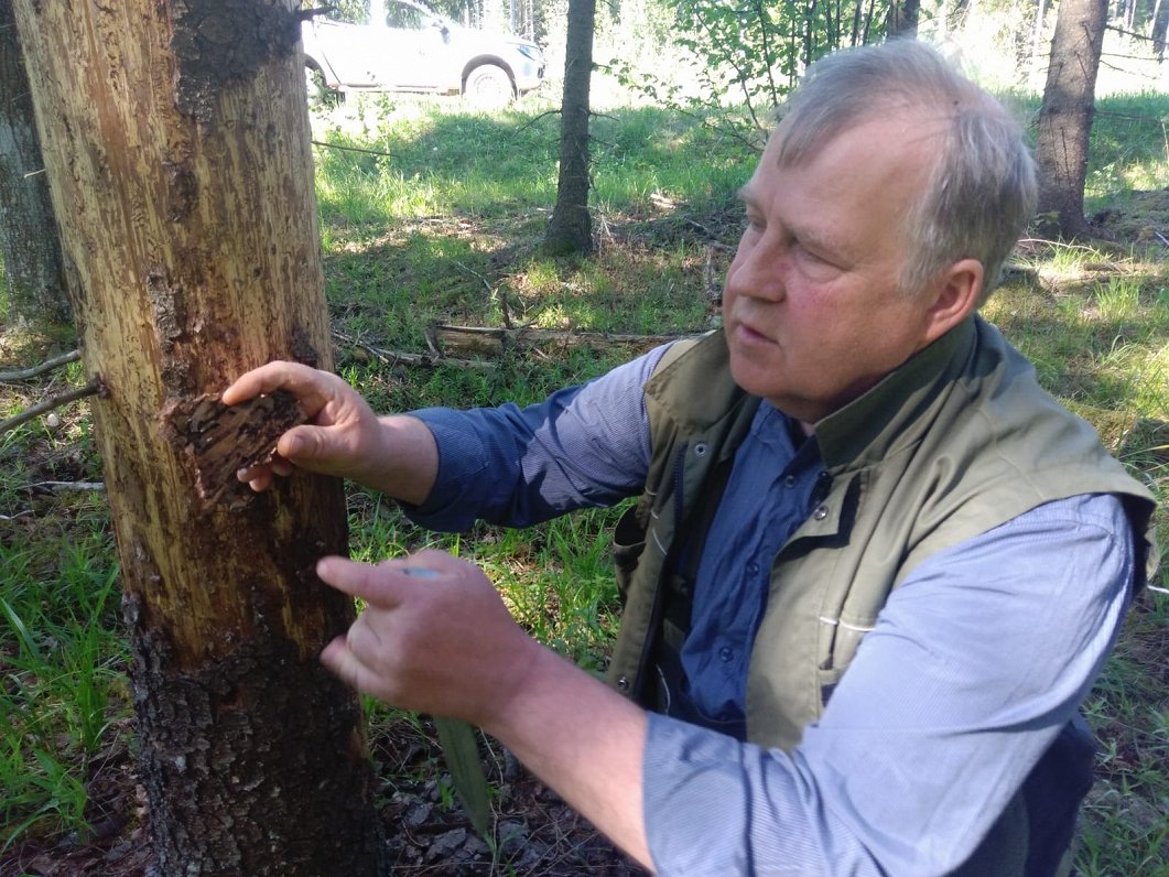 Latvijas valsts mežu Madonas iecirkņa mežkopis Vilnis Otvars rāda mizgrauža postījumus