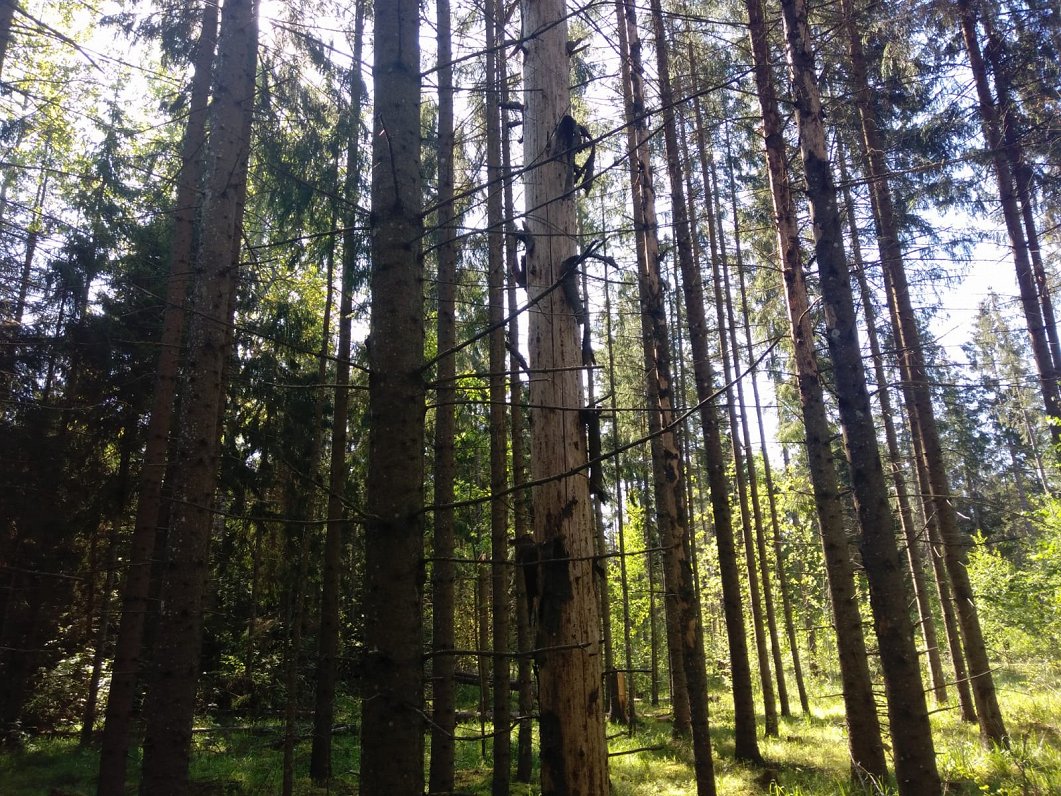 Astoņzobu mizgrauzis apdraud egļu mežus Latgalē