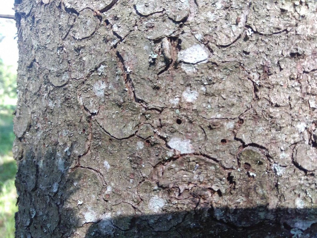 Astoņzobu mizgrauzis apdraud egļu mežus Latgalē