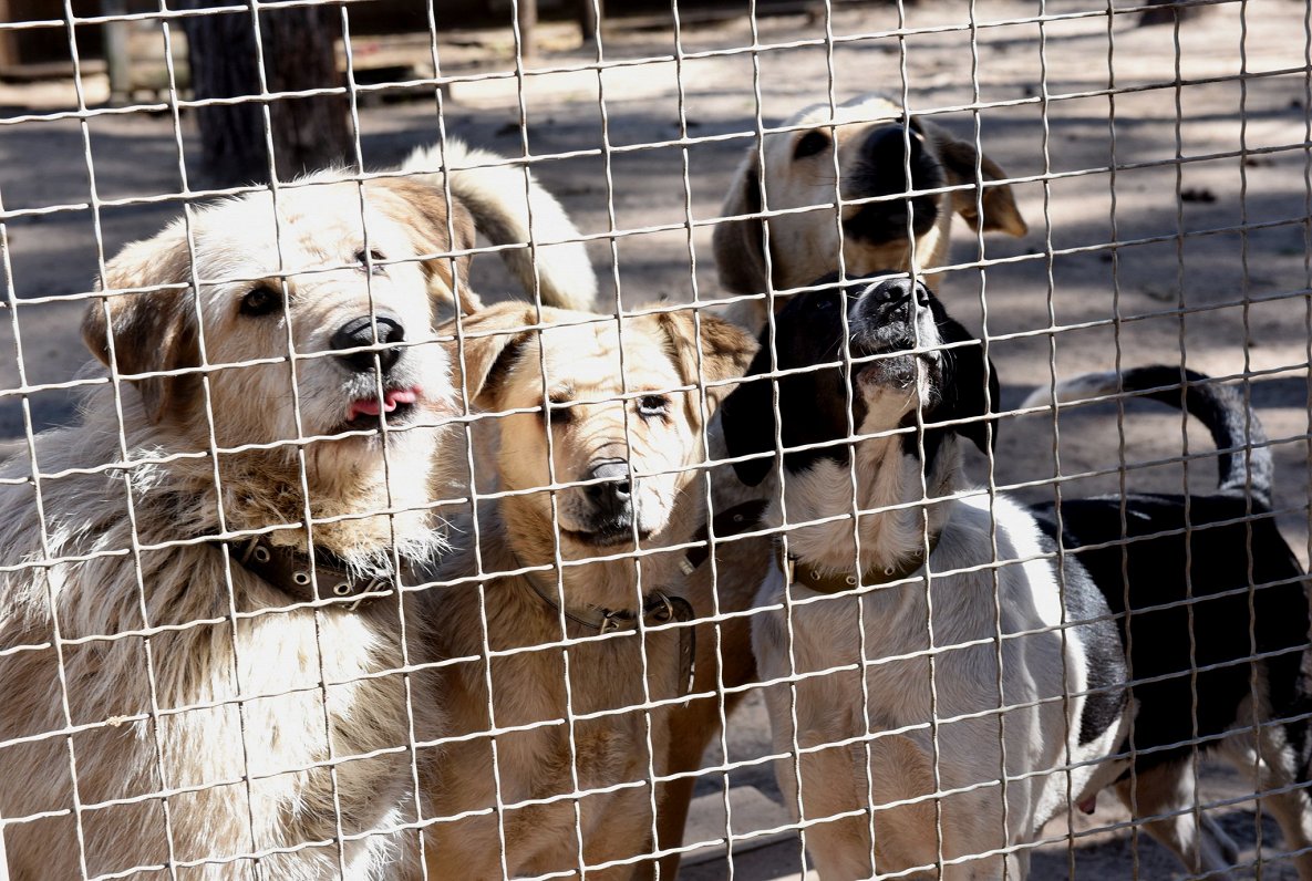Собаки приюта Улубеле. Фото 2020 года.
