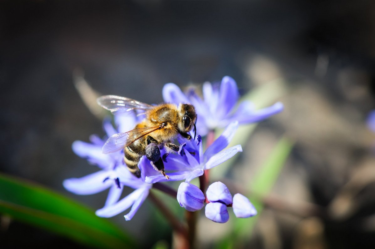 Bite vāc ziedputekšņus. Attēls ilustratīvs.