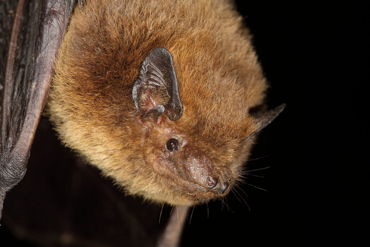 The world's first bat net for migrating bats is launched in Latvia