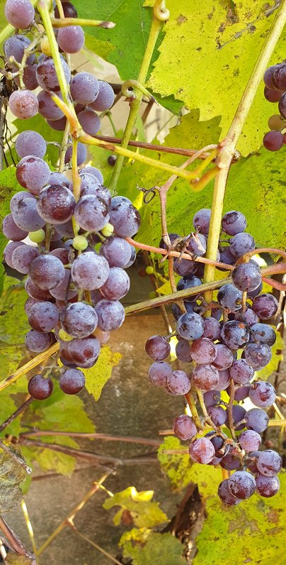 Латвийский виноград в этом году поспеет позже / Статья
