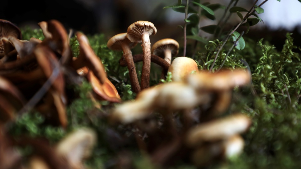Варварство» — миколог о противозаконных методах сбора грибов / Статья