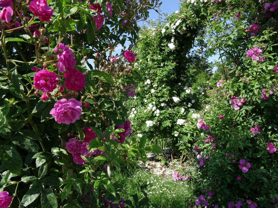 Розы в саду Рундальского дворца-музея.