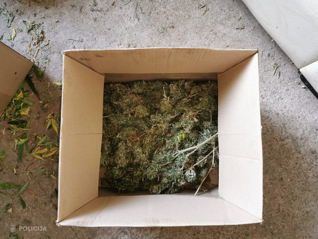 Policijas atklātā marihuānas audzētava