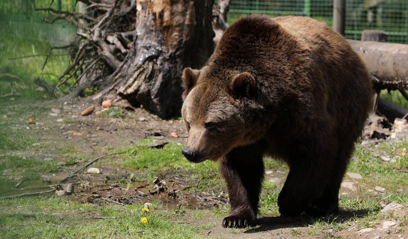 Бурый медведь косолапый