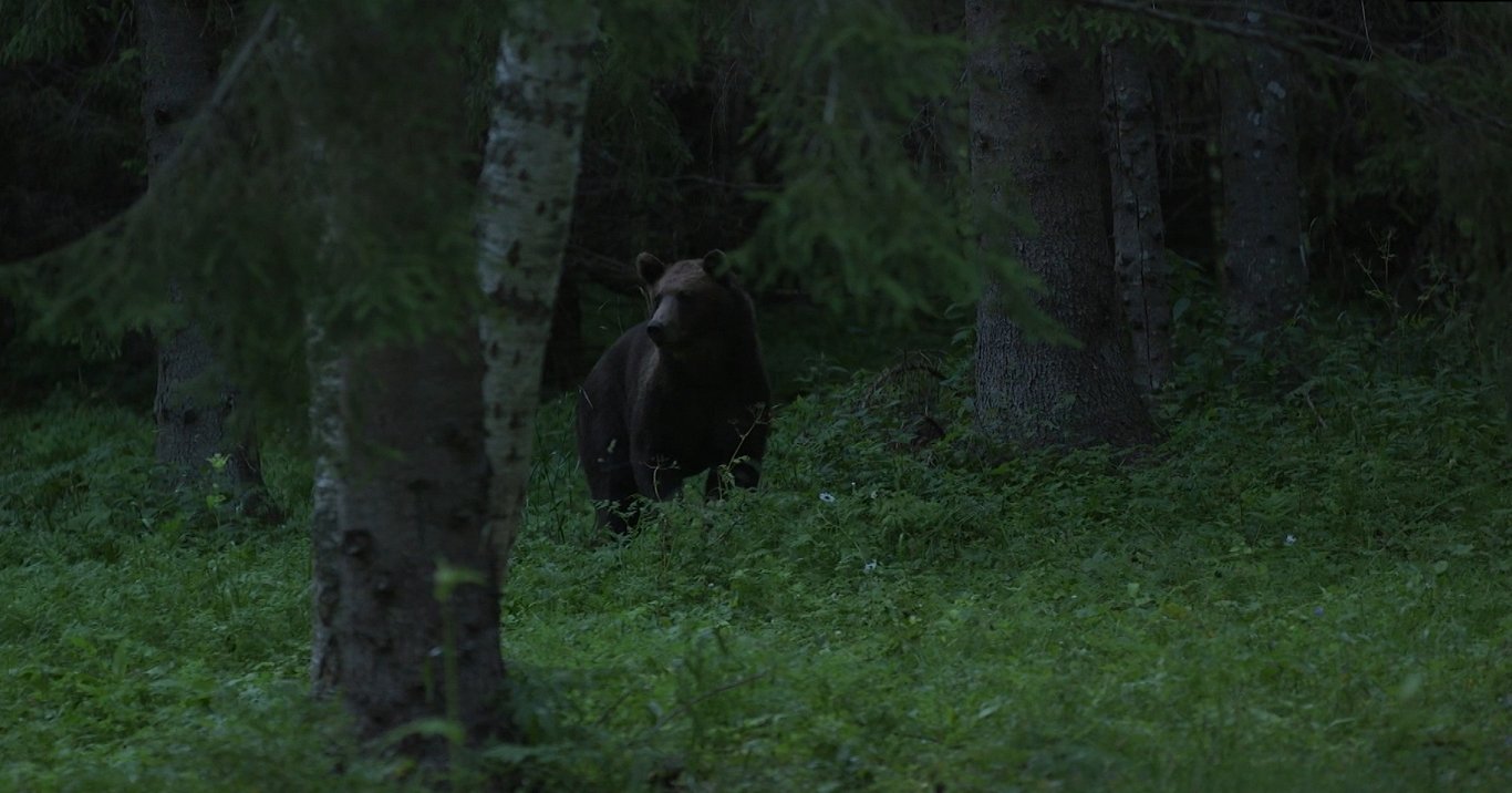 Igaunijas mežā novērotais lācis.