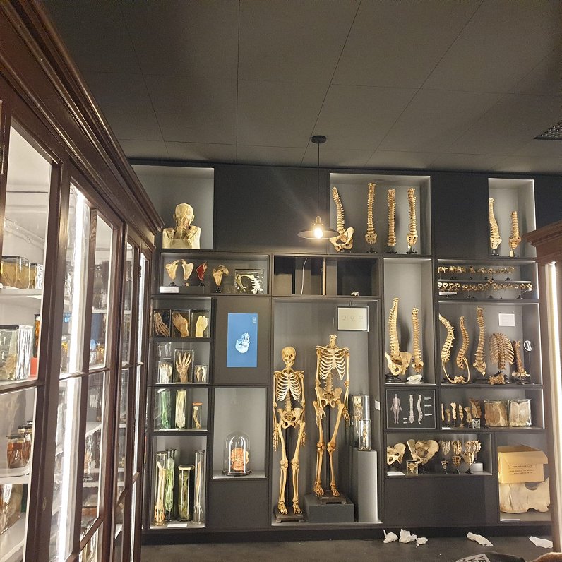 Anatomijas muzejs