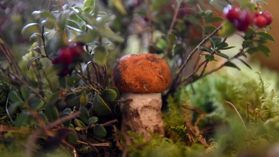 Дни грибов в Музее природы, 2020 год